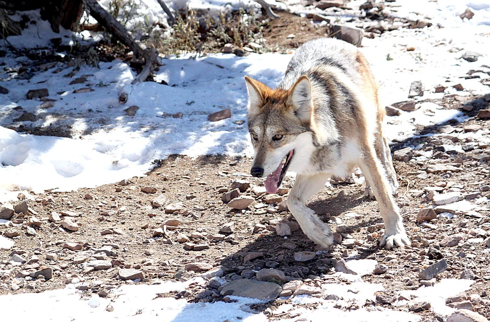 Soi xam tuyet chung anh 3