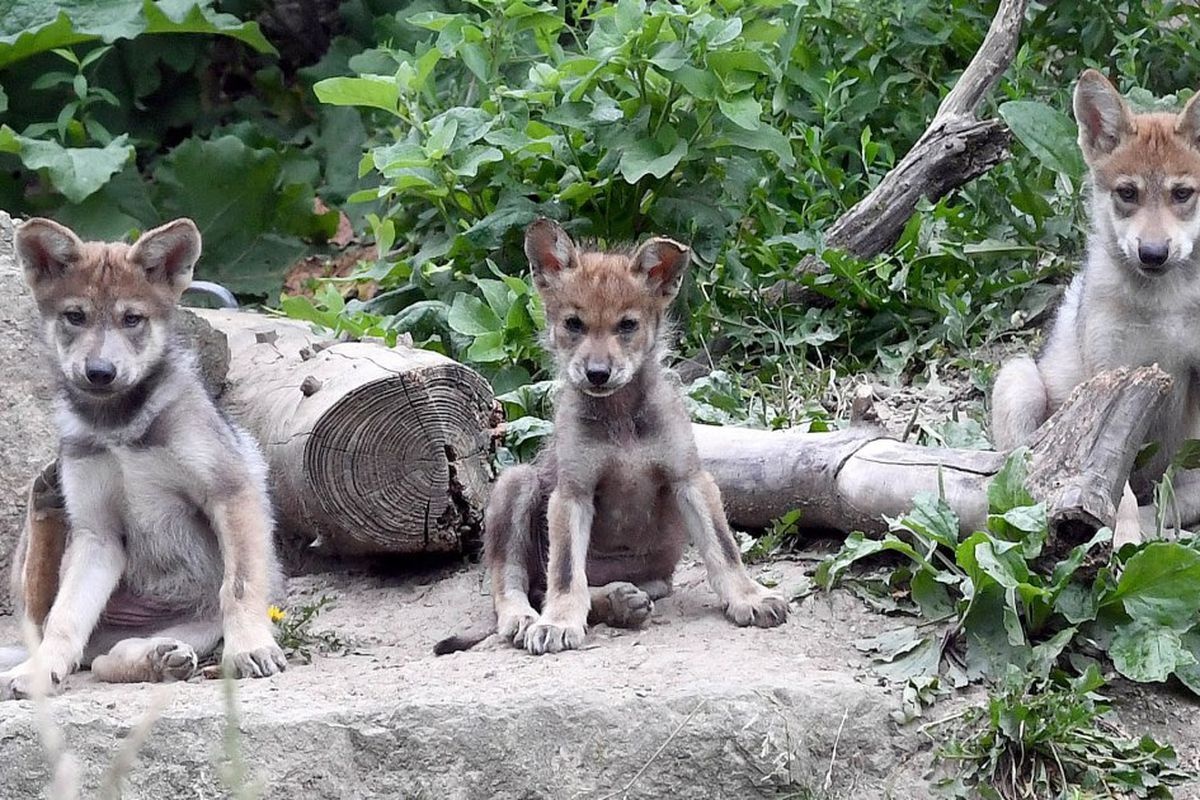 Soi xam tuyet chung anh 6