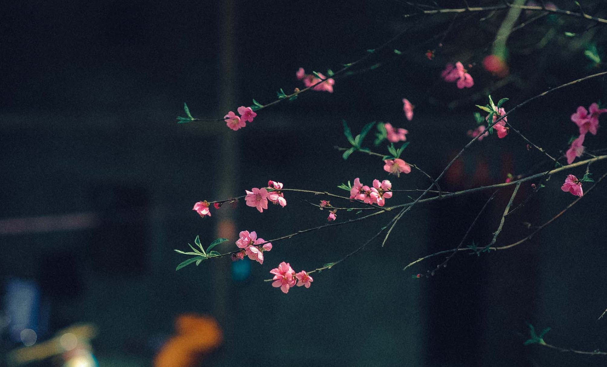 Du lich ha giang anh 2