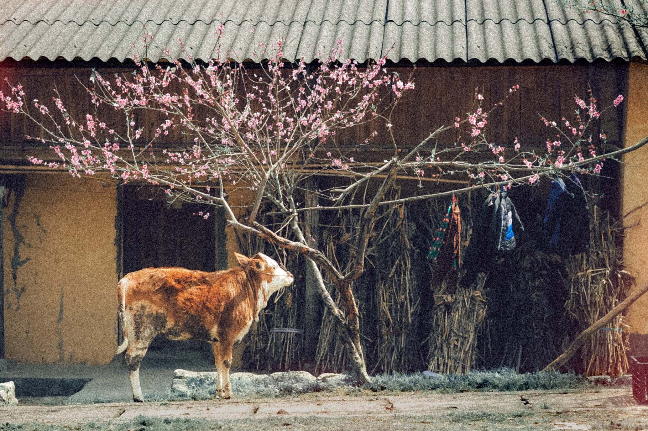 Du lich ha giang anh 11