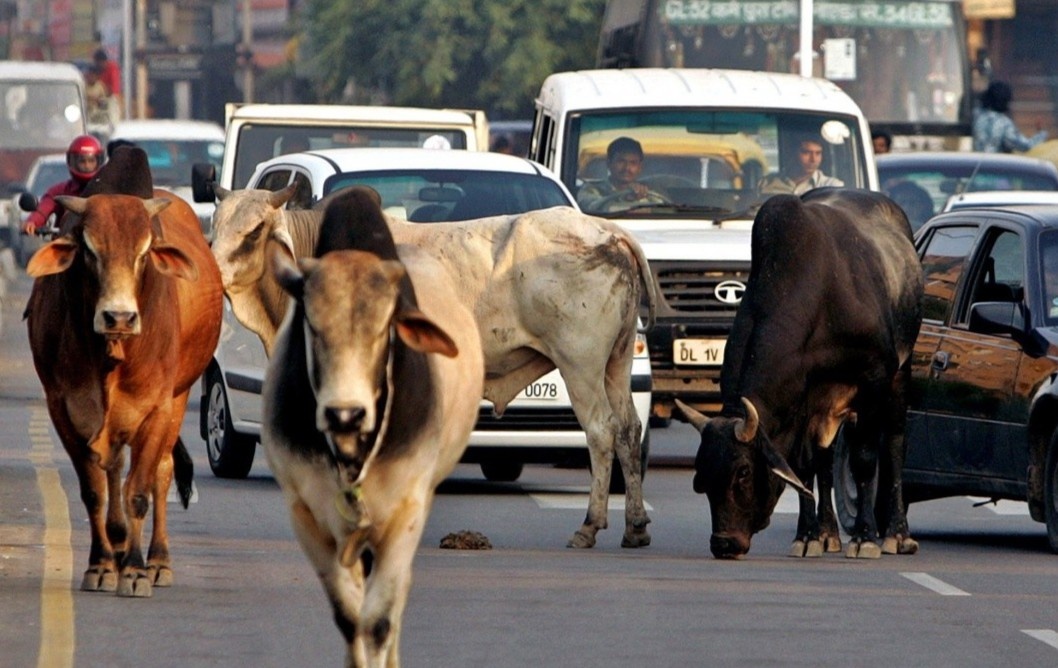 Dat nuoc kho so vi hang trieu con bo di khap duong hinh anh