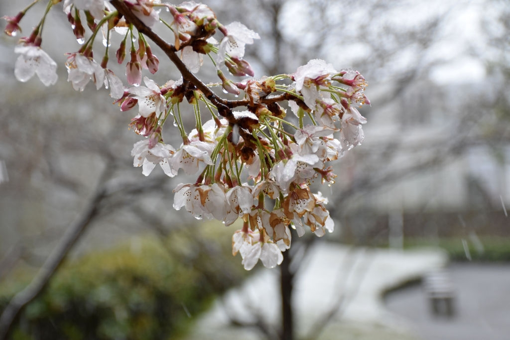hoa anh dao nhat ban anh 4