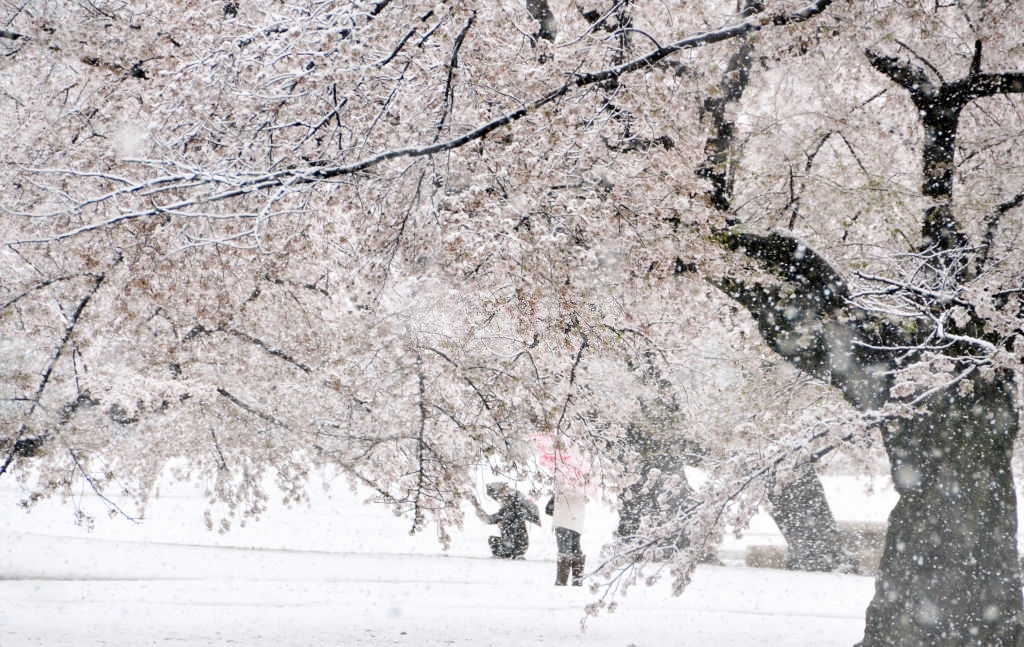 hoa anh dao nhat ban anh 7