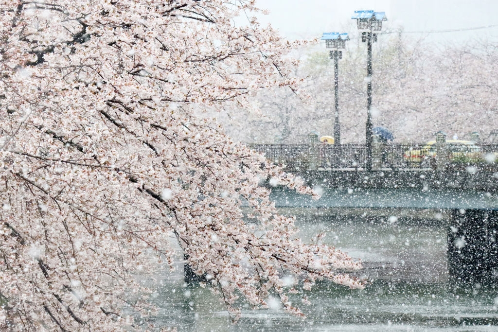 hoa anh dao nhat ban anh 1