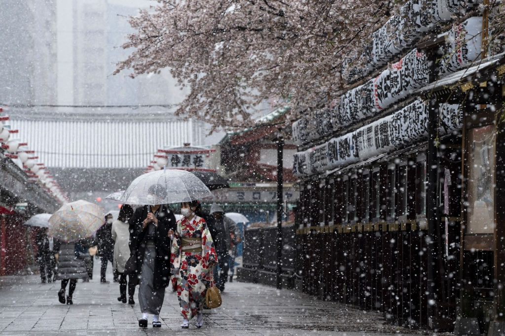 hoa anh dao nhat ban anh 15