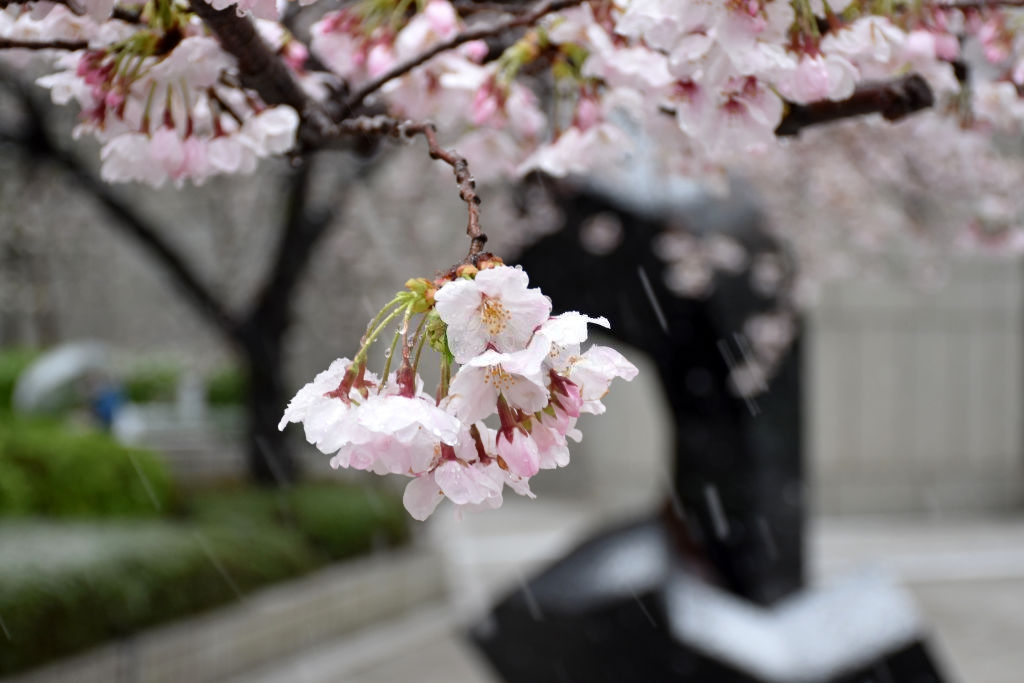 hoa anh dao nhat ban anh 5