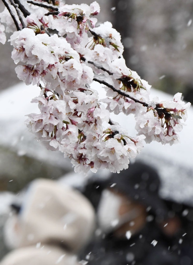 hoa anh dao nhat ban anh 3