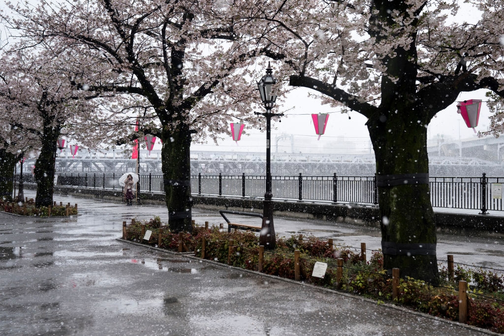 hoa anh dao nhat ban anh 6