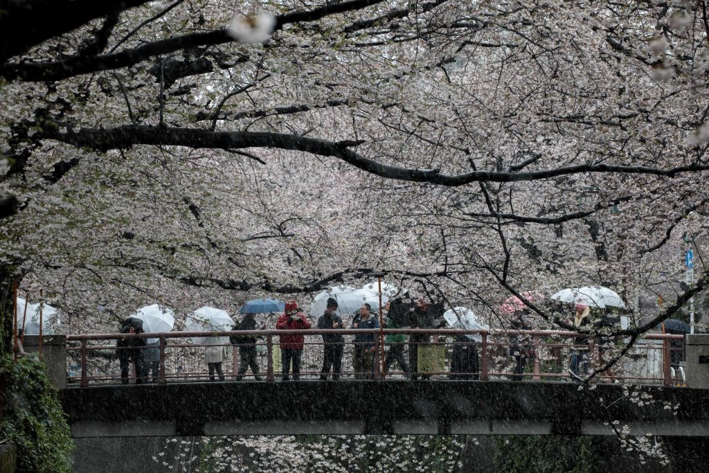hoa anh dao nhat ban anh 11