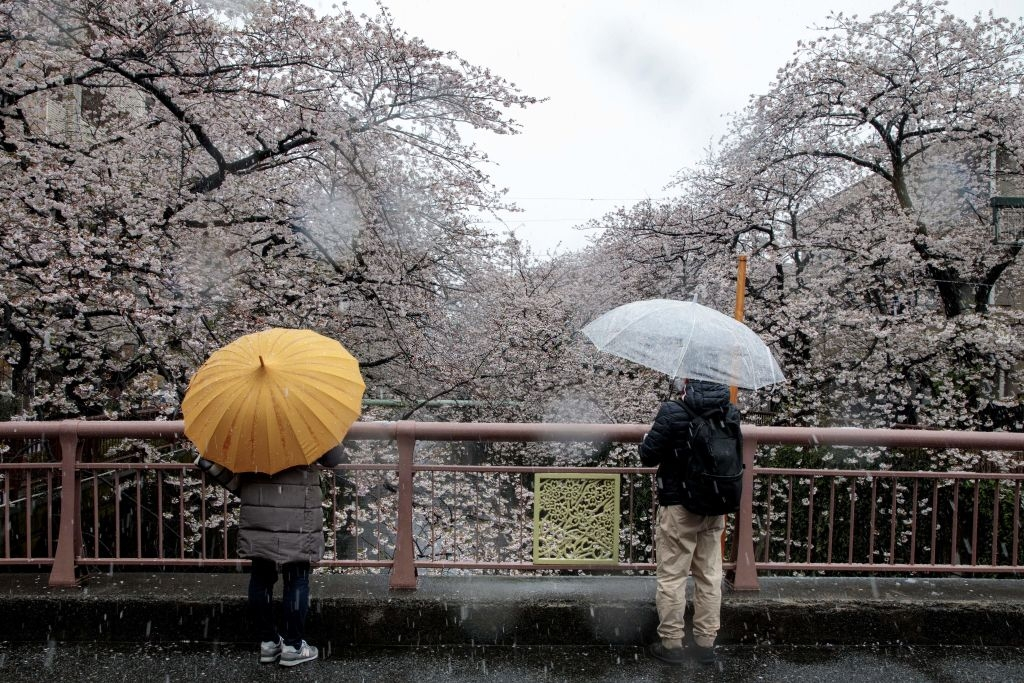 hoa anh dao nhat ban anh 13