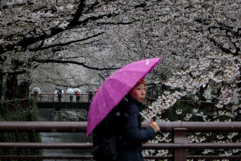 hoa anh dao nhat ban anh 19