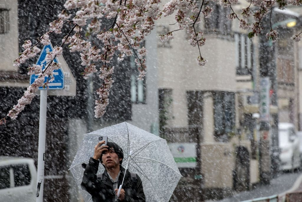 hoa anh dao nhat ban anh 12