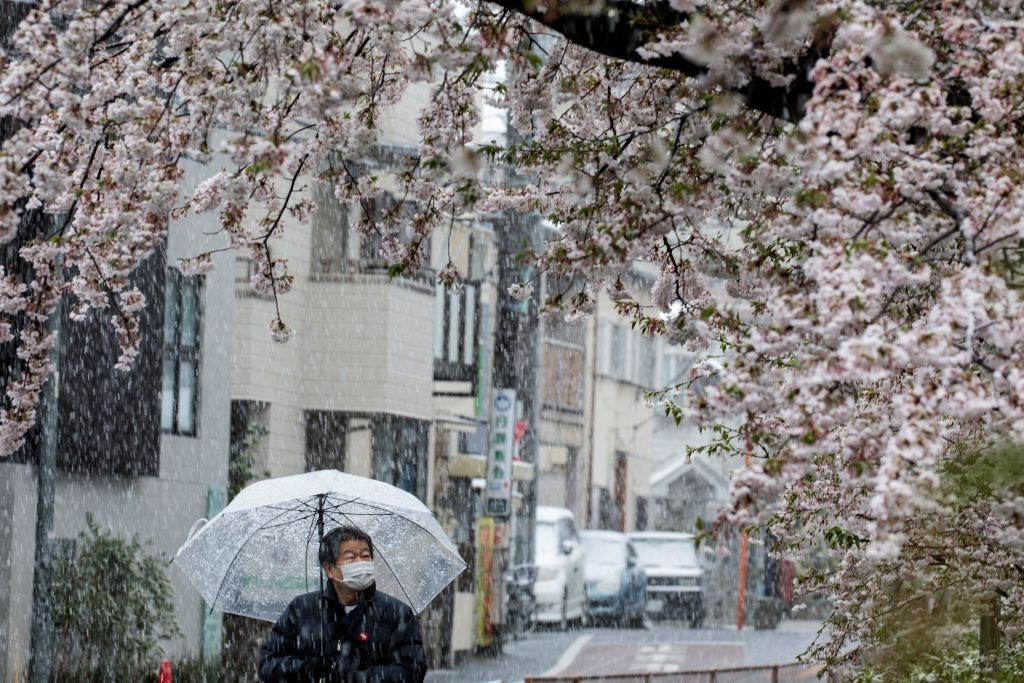 Canh tuong anh dao no trong tuyet hiem co o Nhat Ban hinh anh