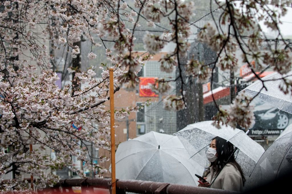 hoa anh dao nhat ban anh 16