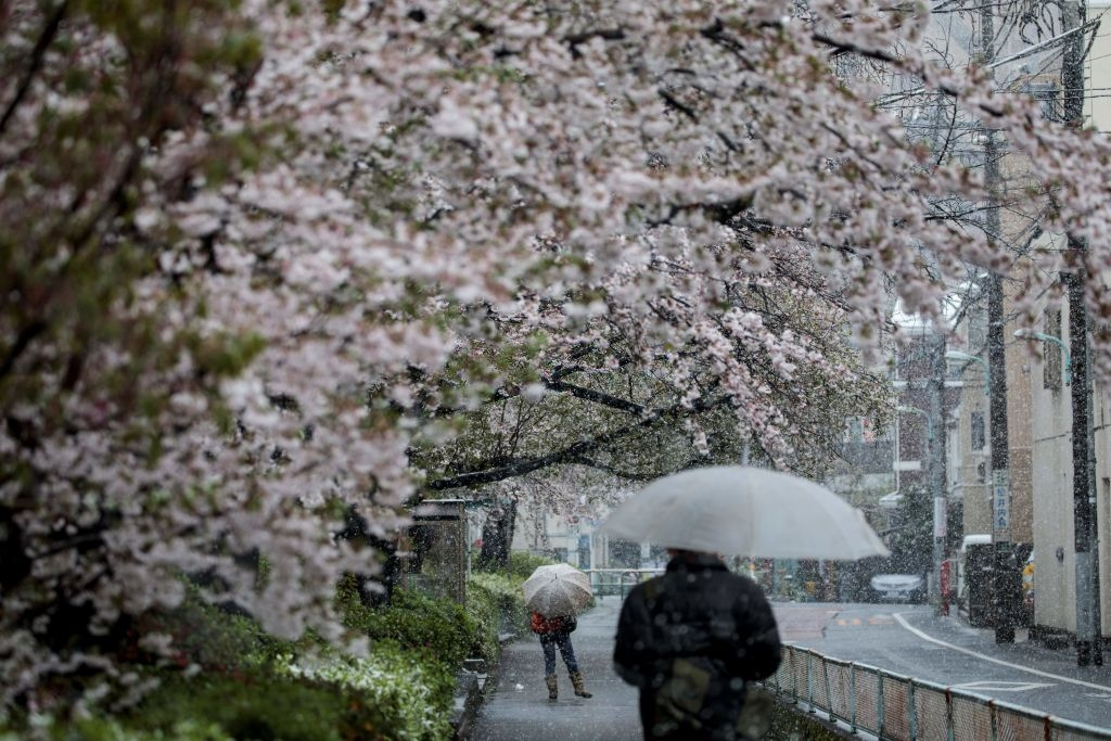 hoa anh dao nhat ban anh 17