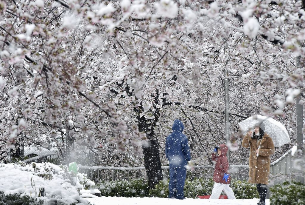 hoa anh dao nhat ban anh 10