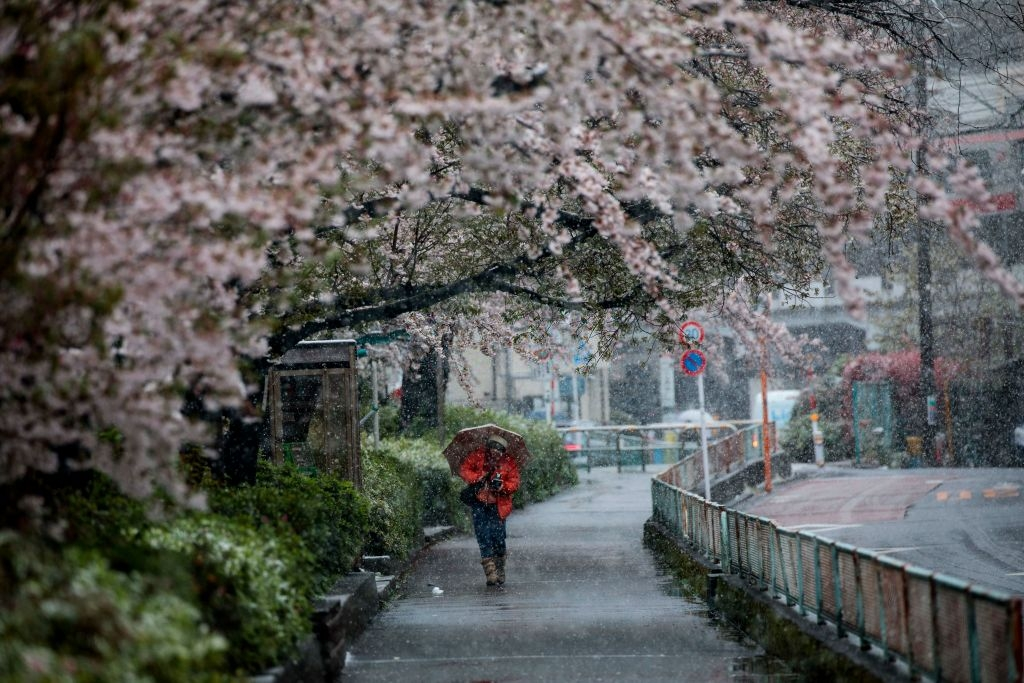 hoa anh dao nhat ban anh 21