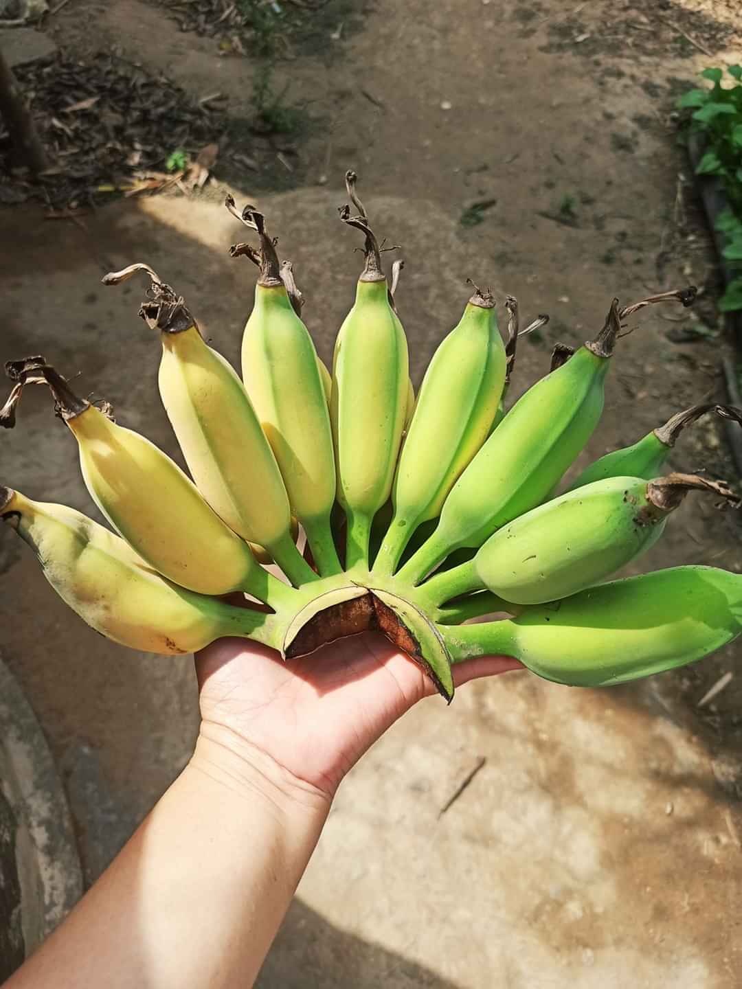 chuối đập cốt dừa ảnh 2 chuoi dap cot dua anh 2