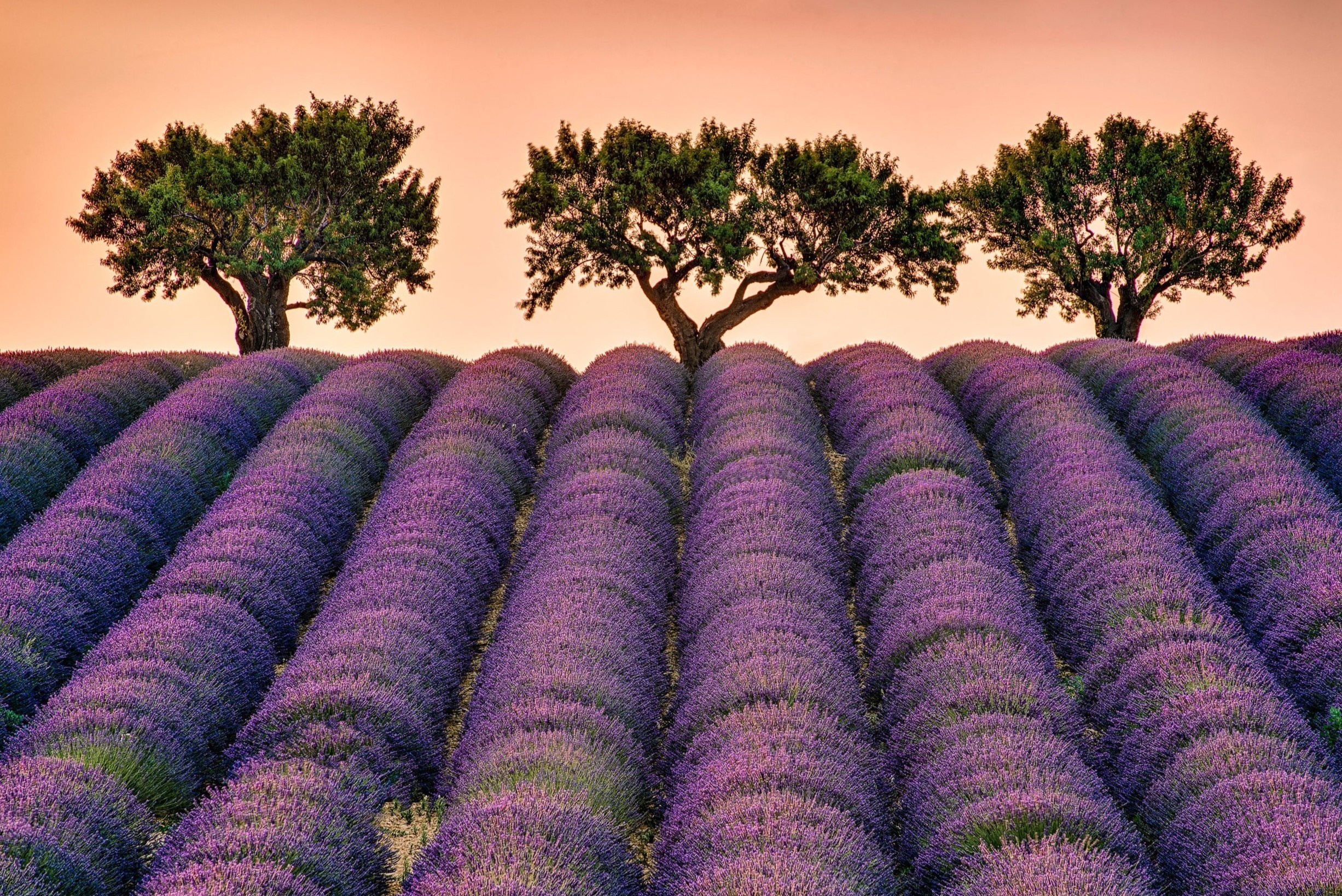 Nhung canh dong tim bat tan, ngat huong thom o Phap hinh anh