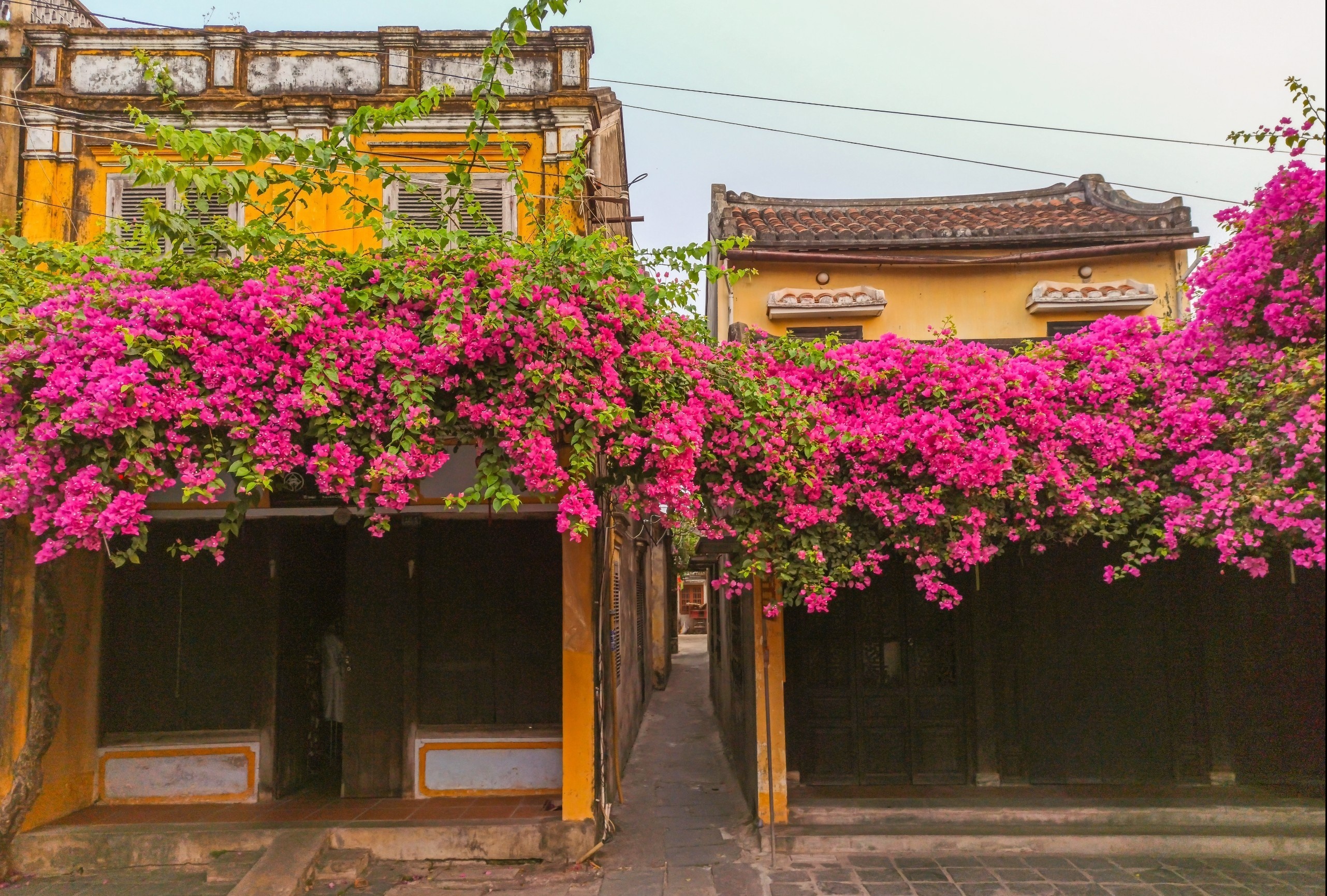 tường vàng hội an ảnh 2 tuong vang hoi an anh 2