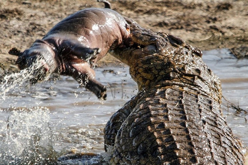 Ca sau con hoc san chim, ech de tro thanh dai sat thu hinh anh