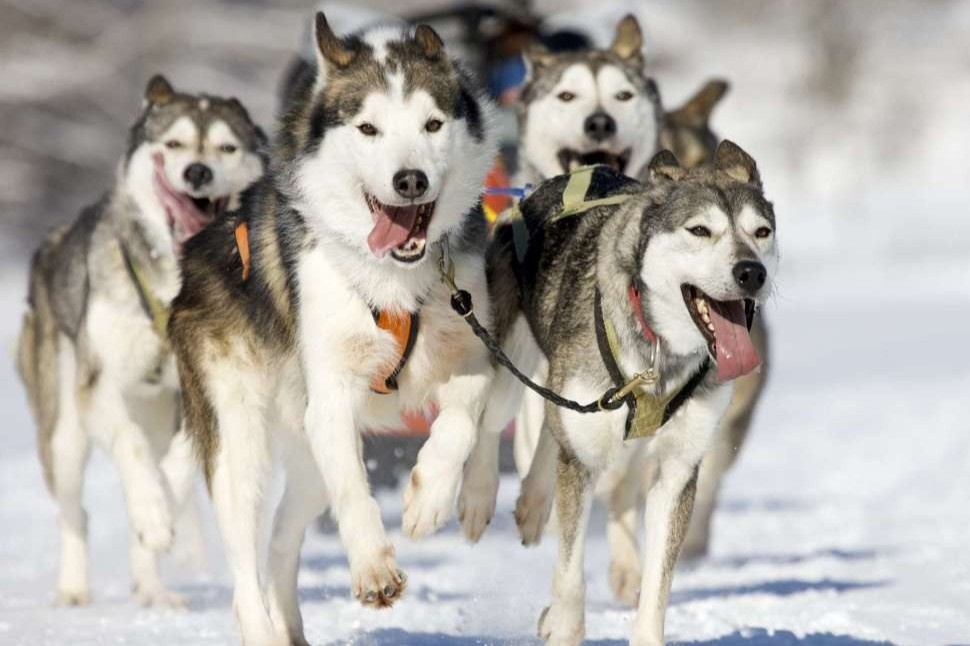 Ngoi xe cho keo bang qua xu so tuyet hinh anh