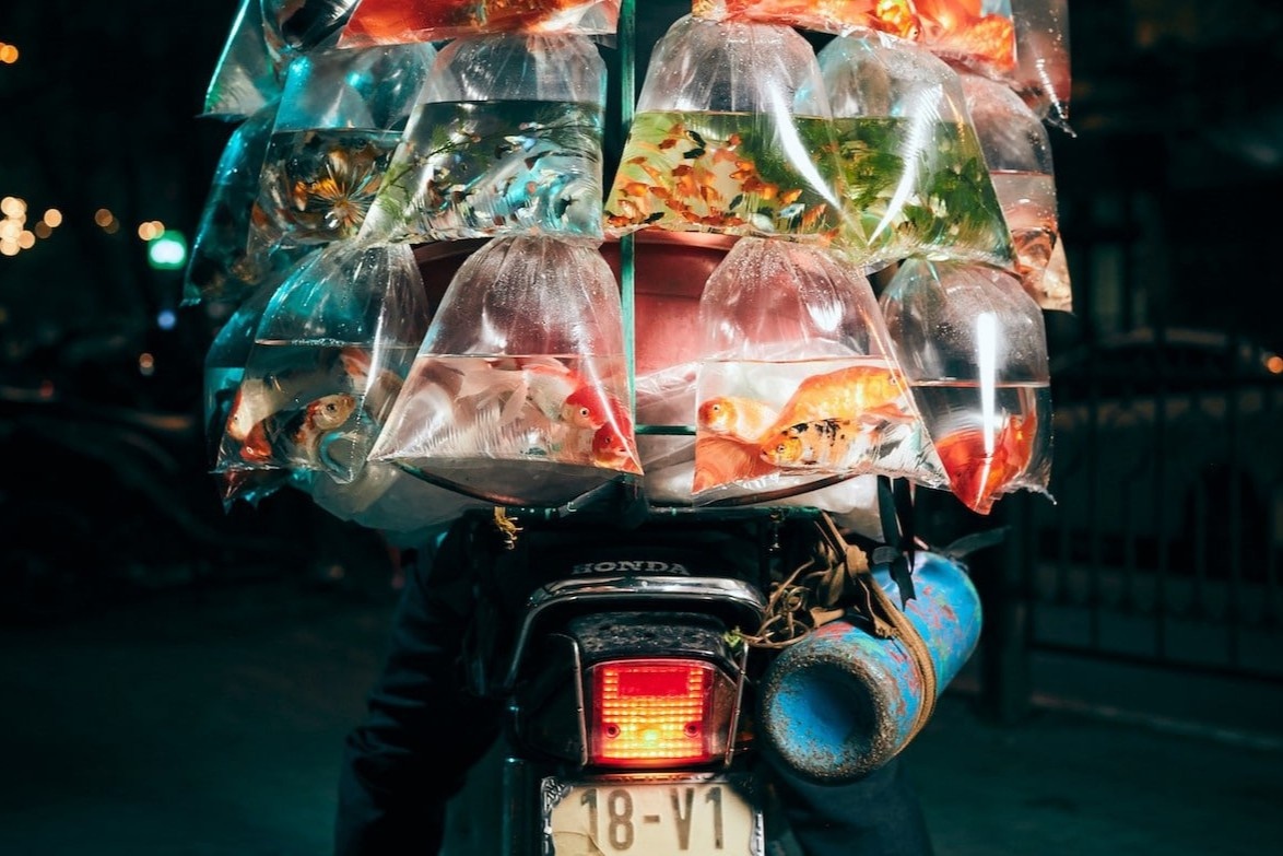 Anh xe ban ca o Viet Nam thang giai quoc te hinh anh