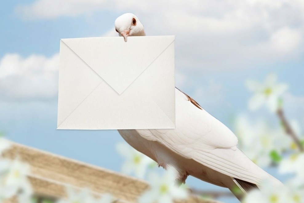 Chim bo cau khong the dua thu gioi nhu tren phim hinh anh