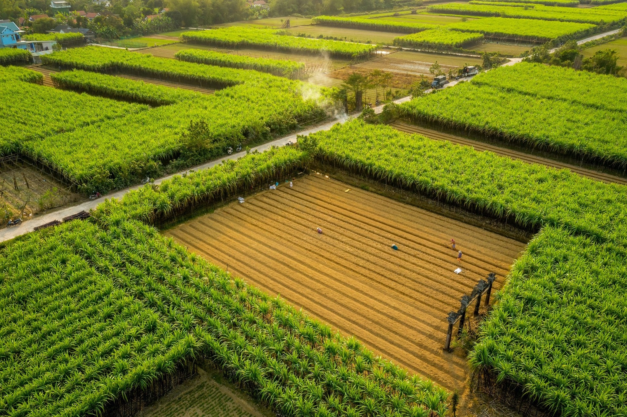 cây mắt biếc ảnh 6 cay mat biec anh 6