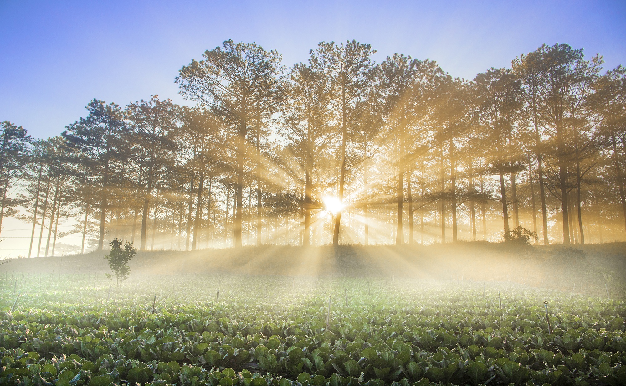 du lich da lat anh 4