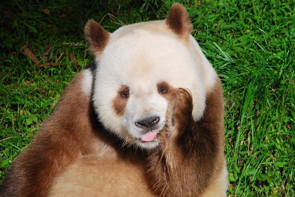 Gau truc nau nuoi nhot duy nhat kho chiu vi khong co ban tinh hinh anh