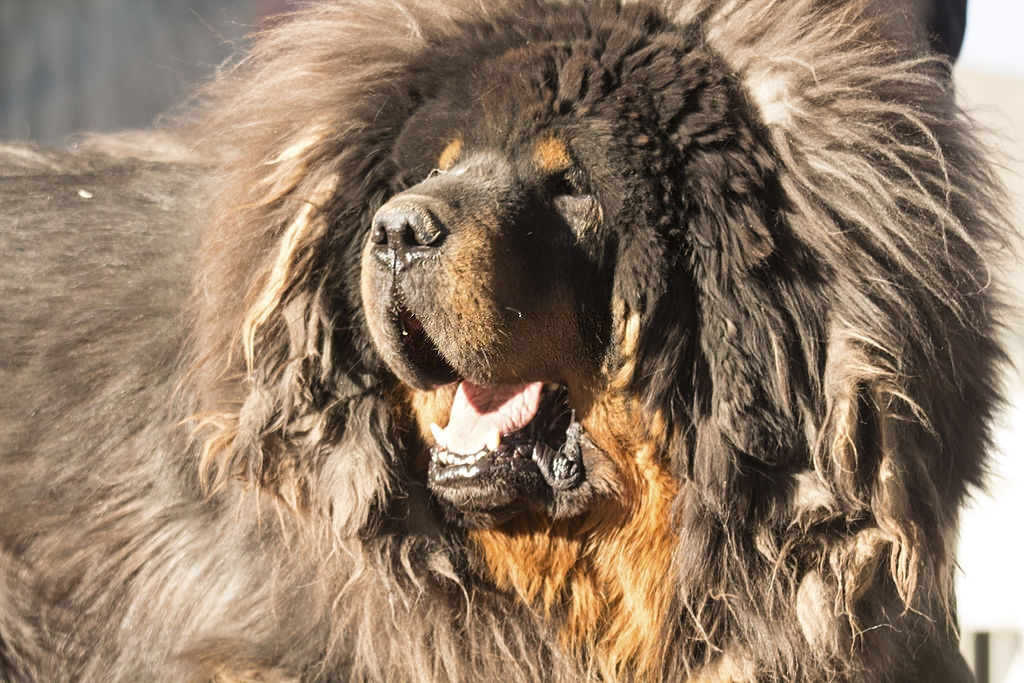 cho ngao tay tang anh 2