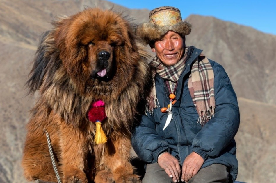 Giong cho gan voi huyen thoai giet ho nhung bi bo roi hang loat hinh anh