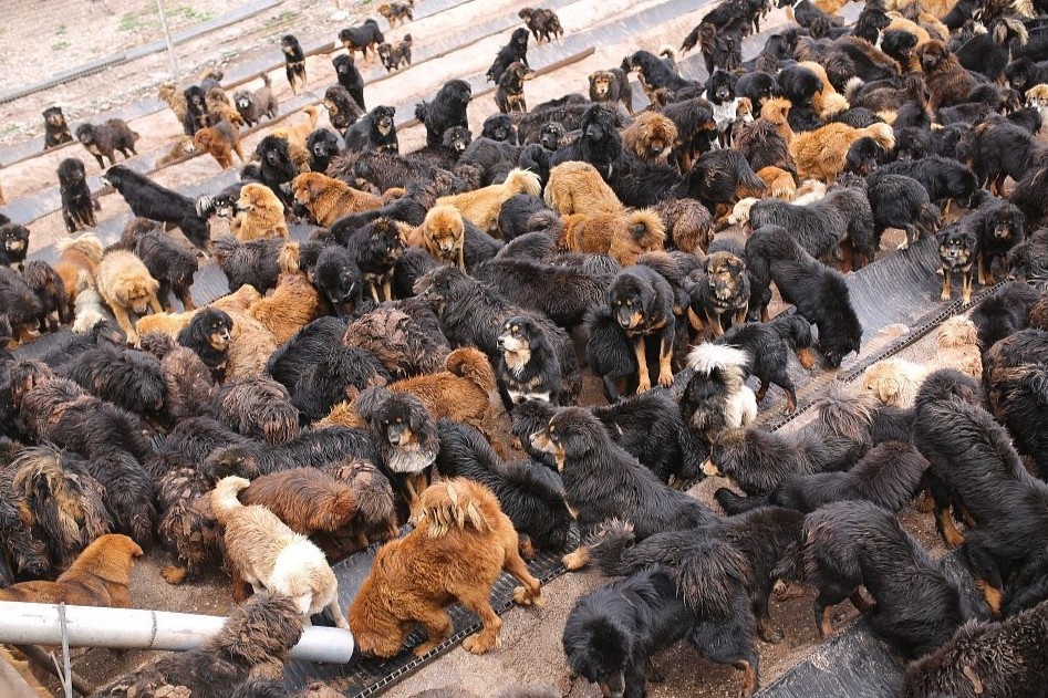 cho ngao tay tang anh 10