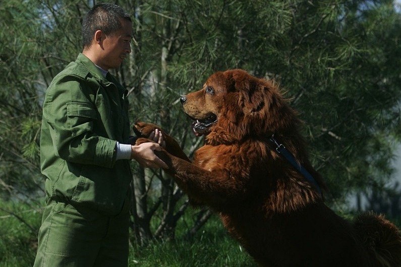 cho ngao tay tang anh 11