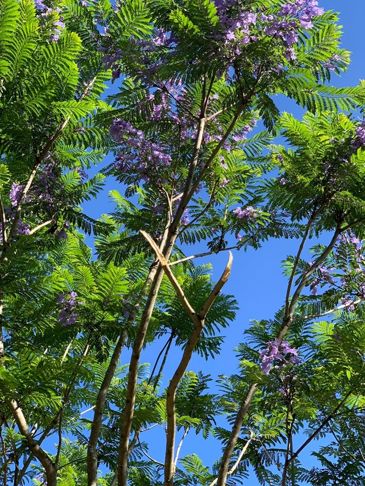 Nguoi dan ong vat phuong tim o Da Lat hinh anh