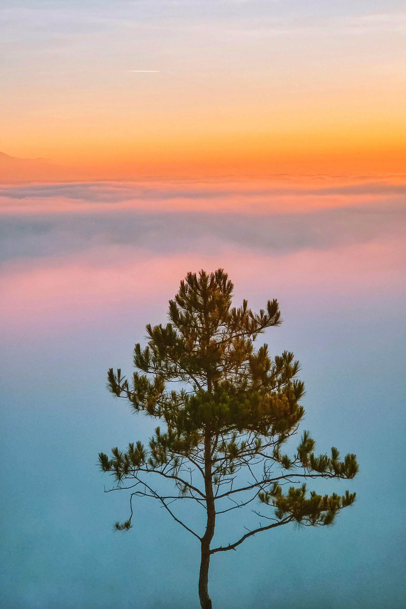 săn mây đà lạt ảnh 3 san may da lat anh 3