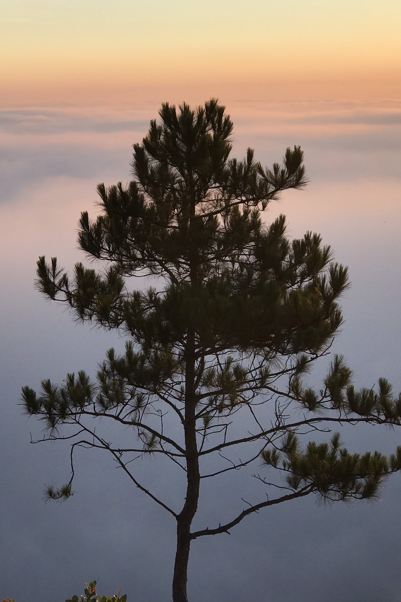 săn mây đà lạt ảnh 4 san may da lat anh 4