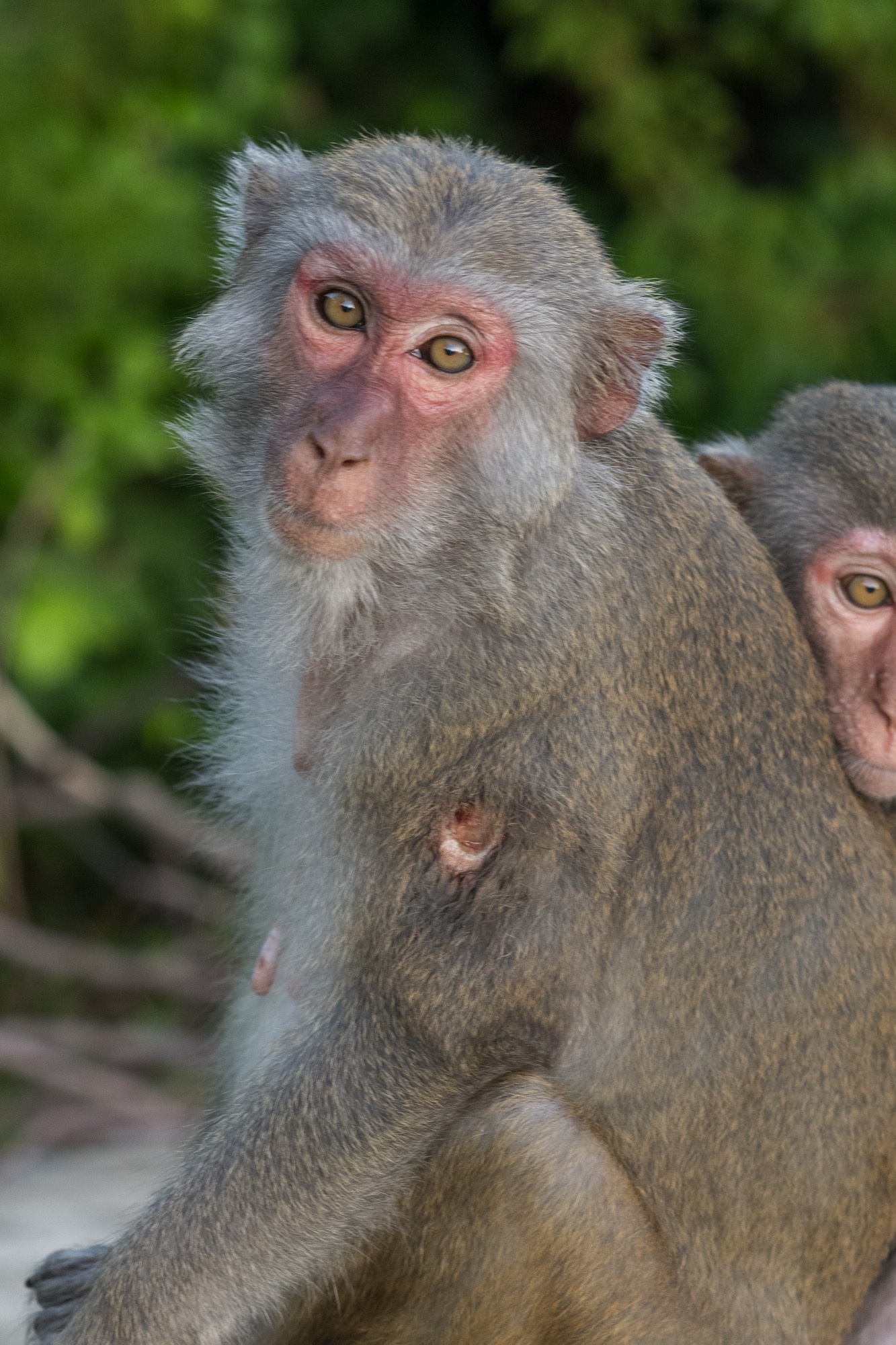 khi o ban dao son tra anh 5