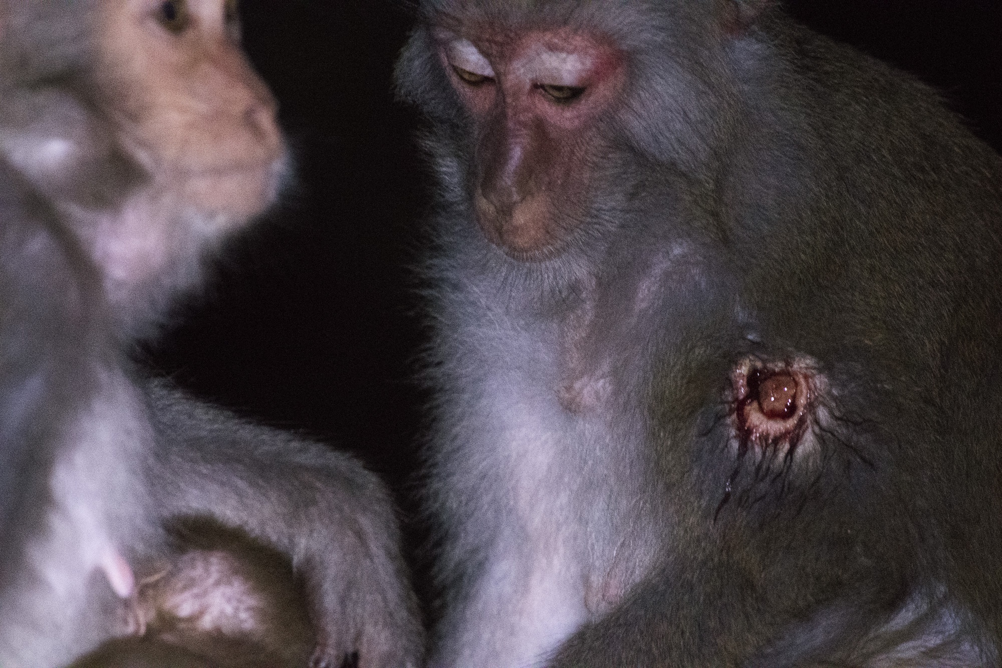 khi o ban dao son tra anh 2