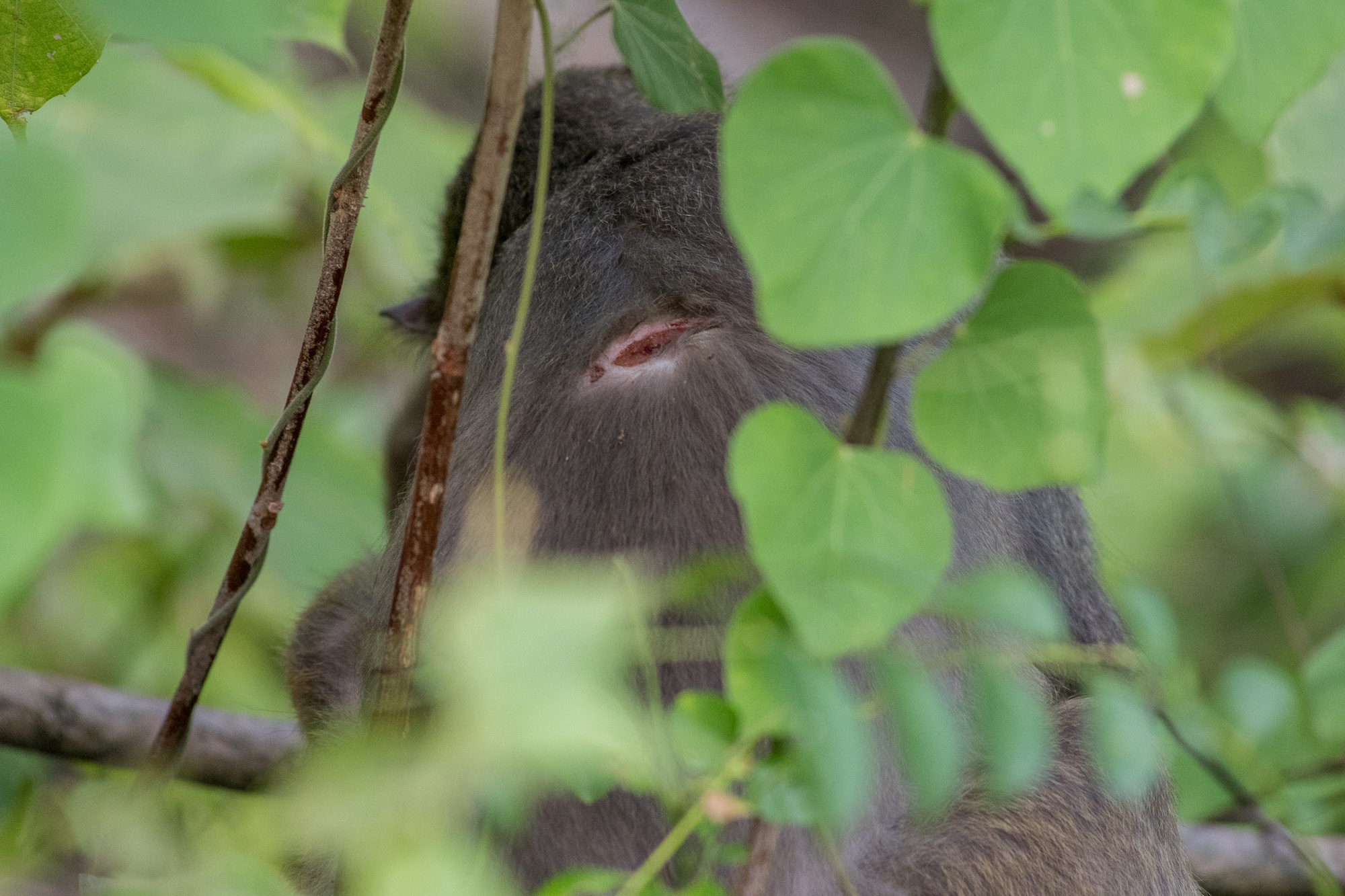 khi o ban dao son tra anh 7