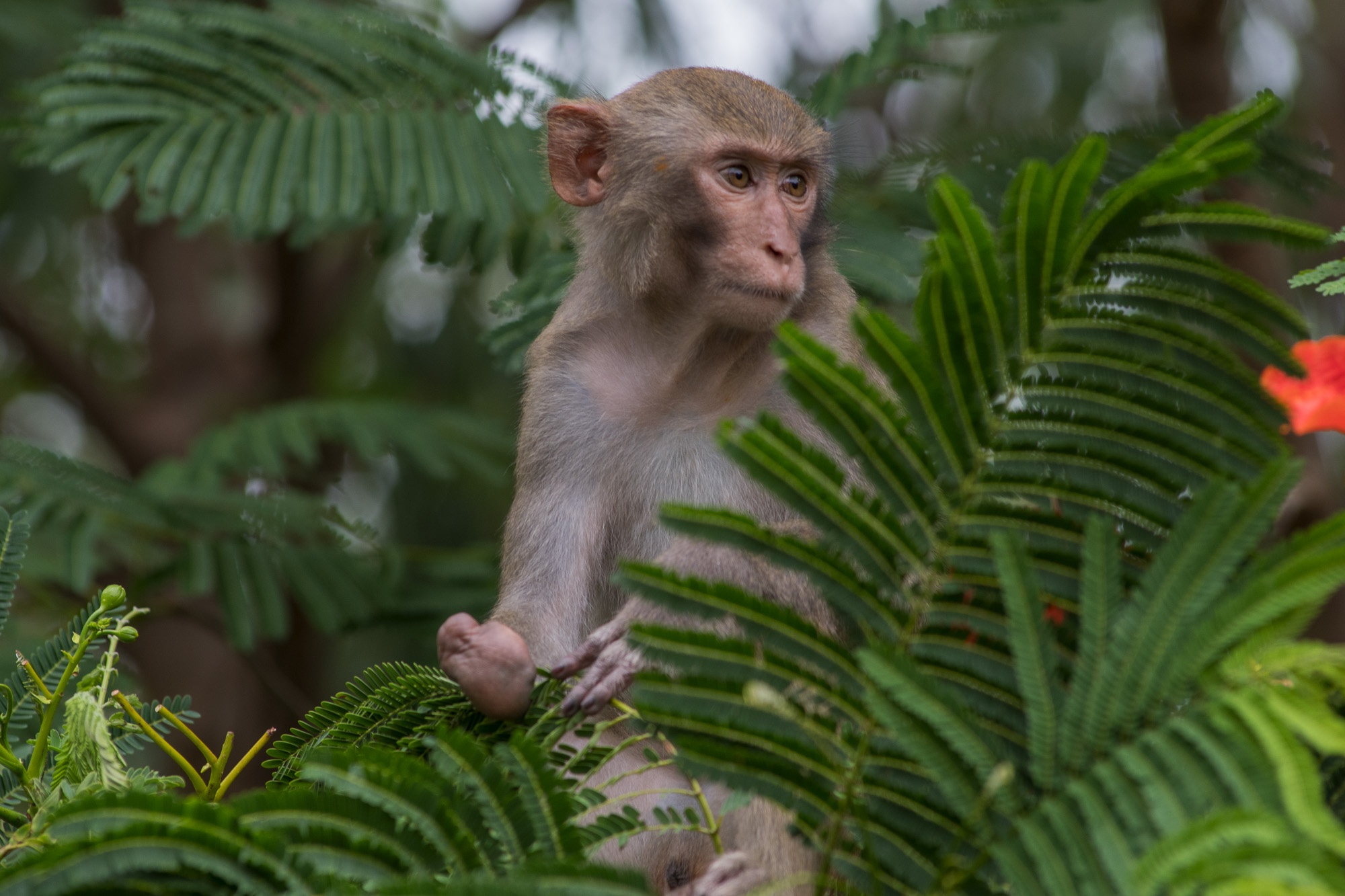 khi o ban dao son tra anh 11