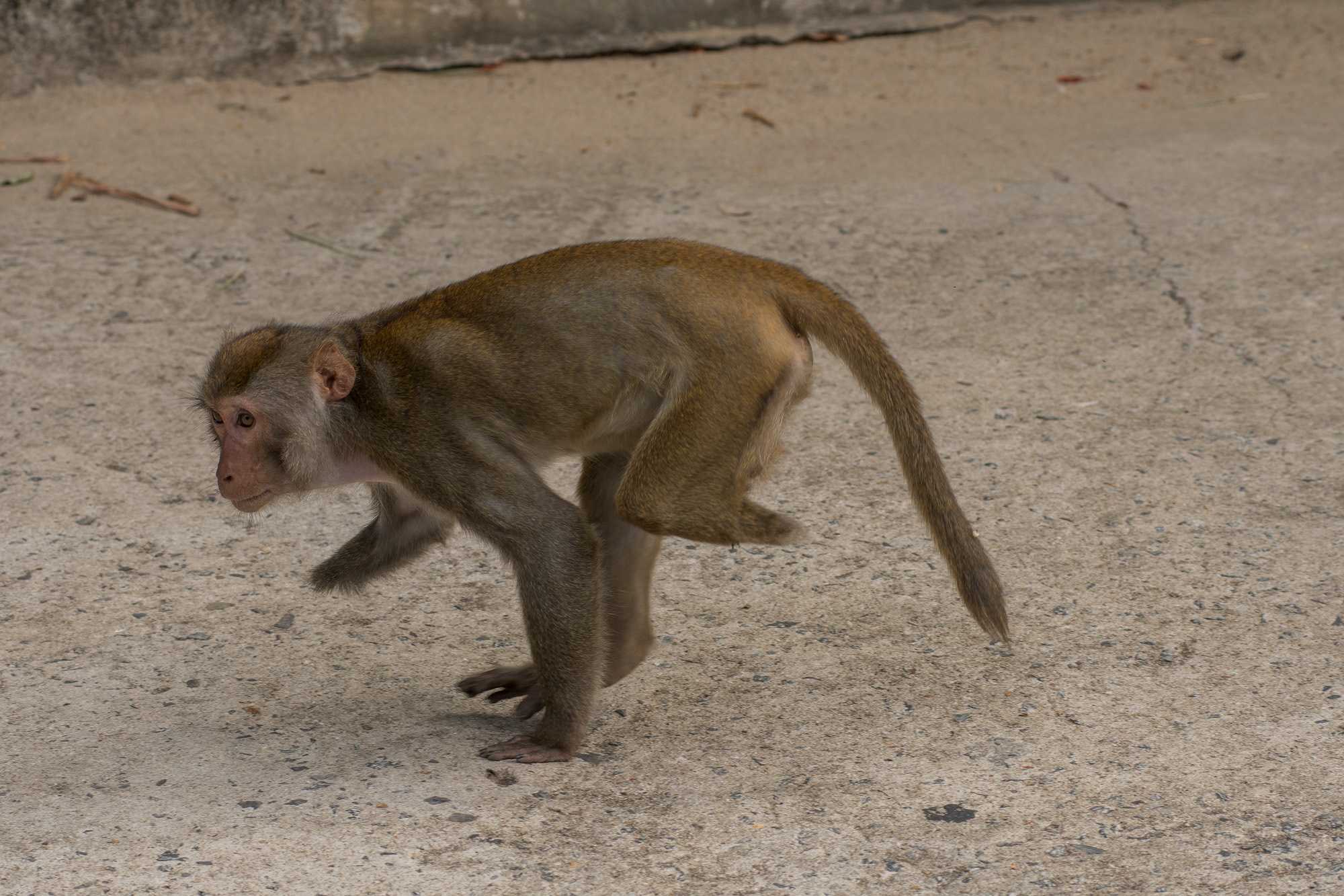 khi o ban dao son tra anh 9