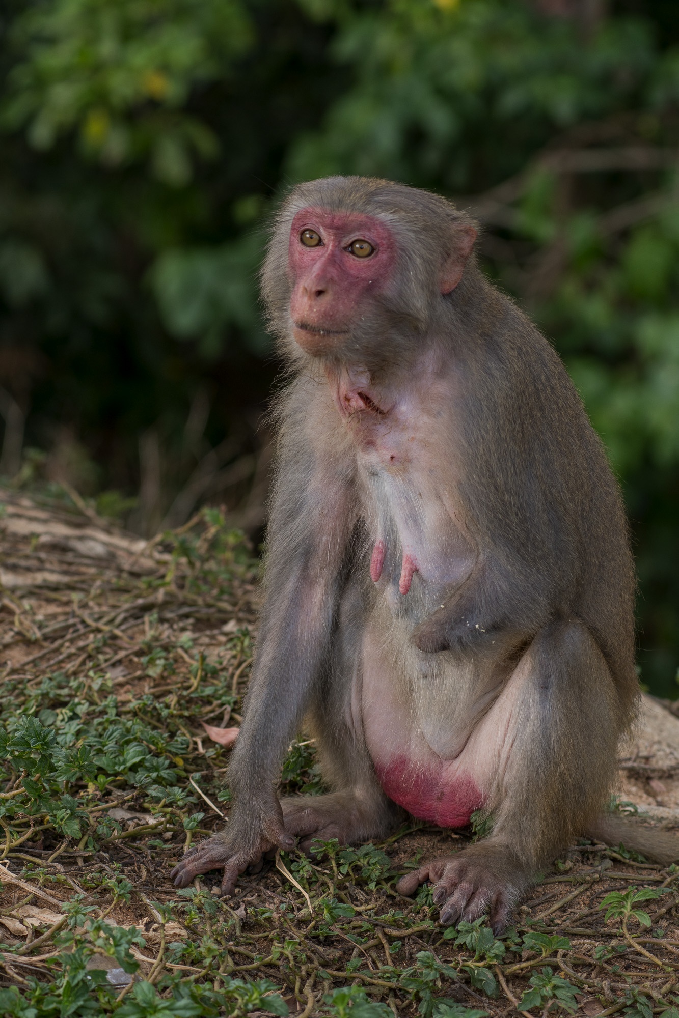 khi o ban dao son tra anh 6