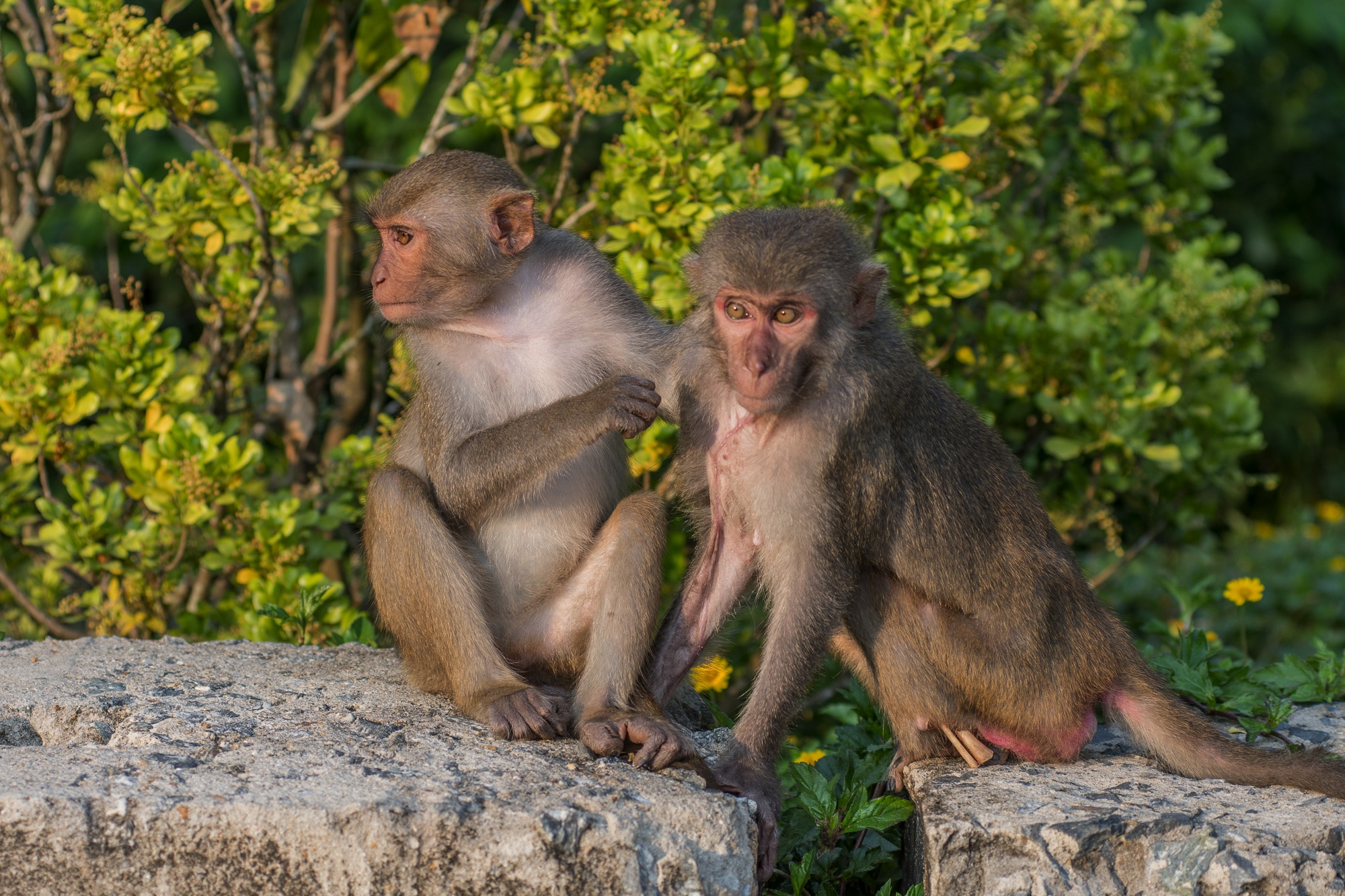 khi o ban dao son tra anh 4