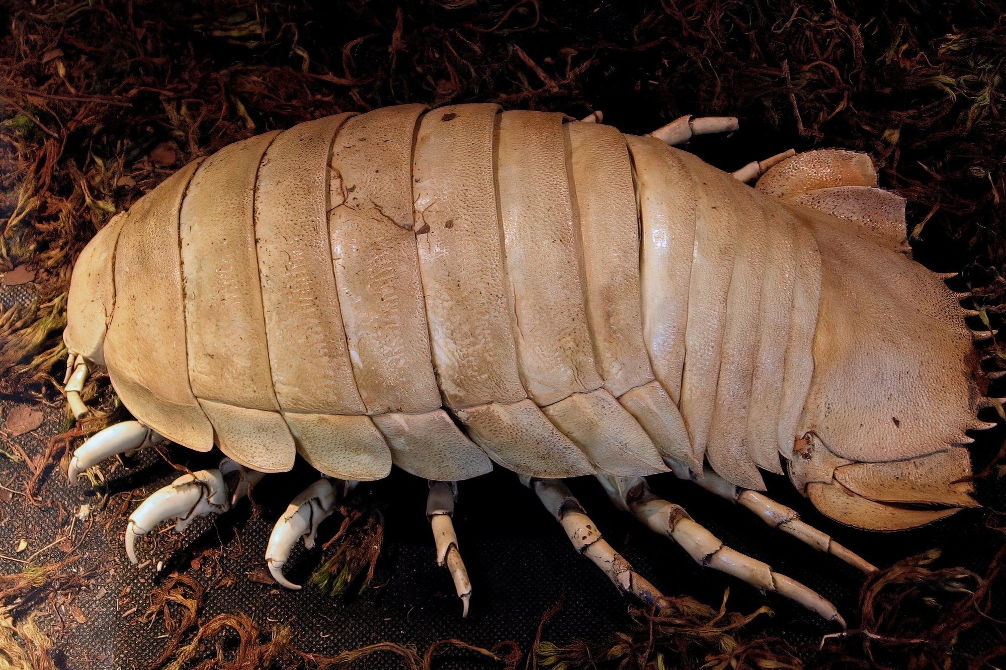 Pokemon doi that va 6 dieu ky la duoc tim thay duoi bien sau hinh anh