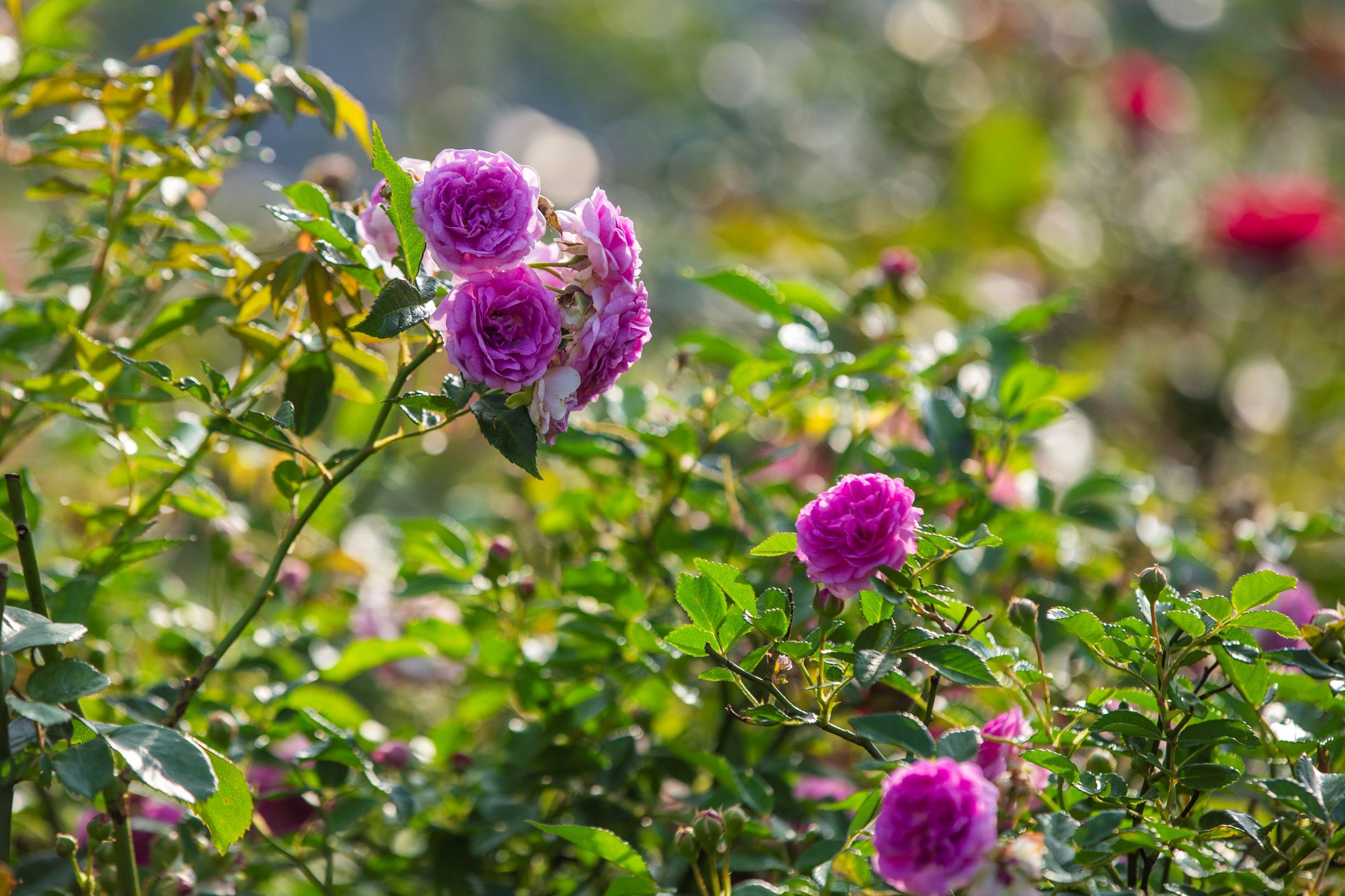 thung lung hoa hong anh 7