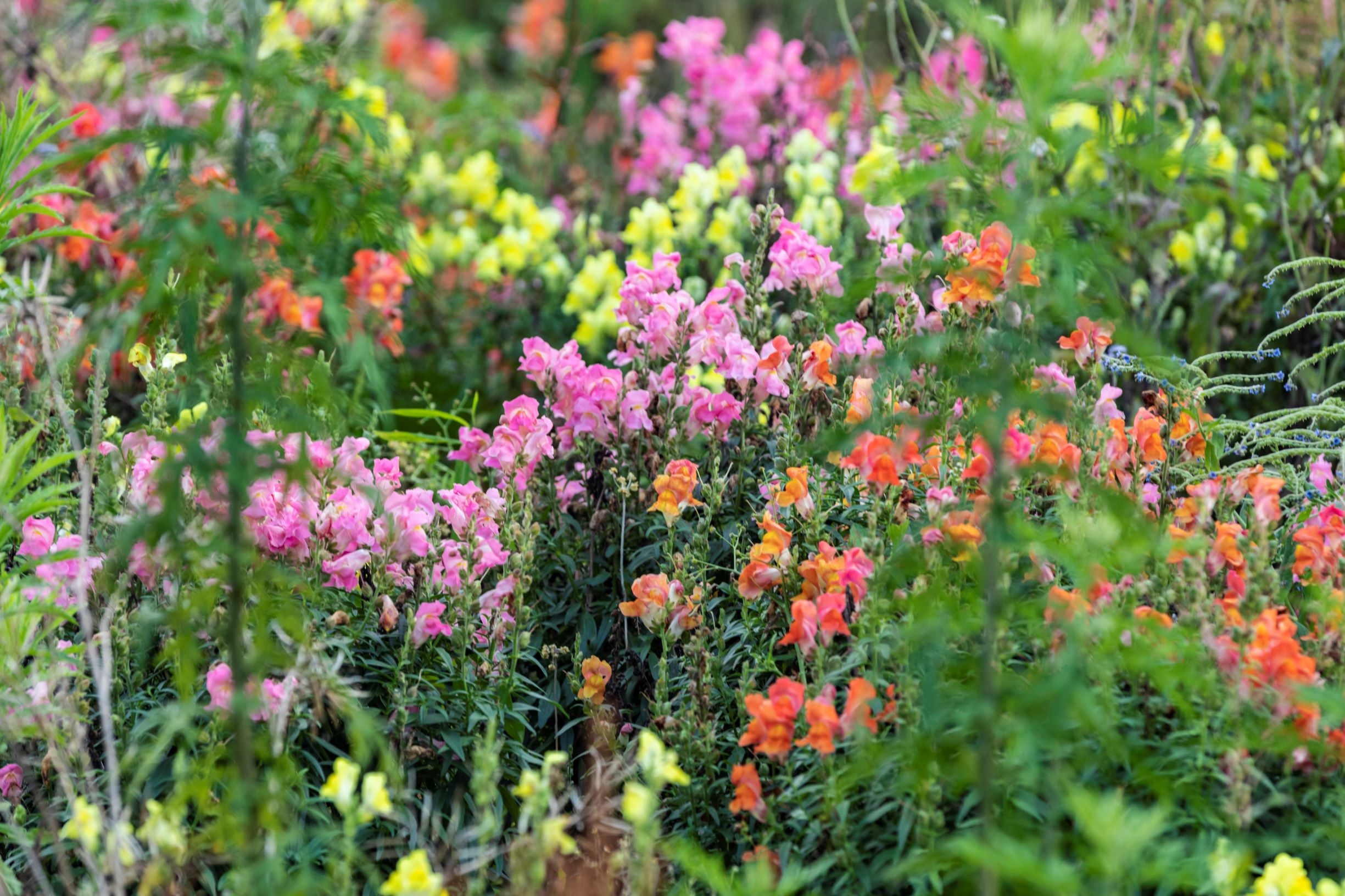 thung lung hoa hong anh 8