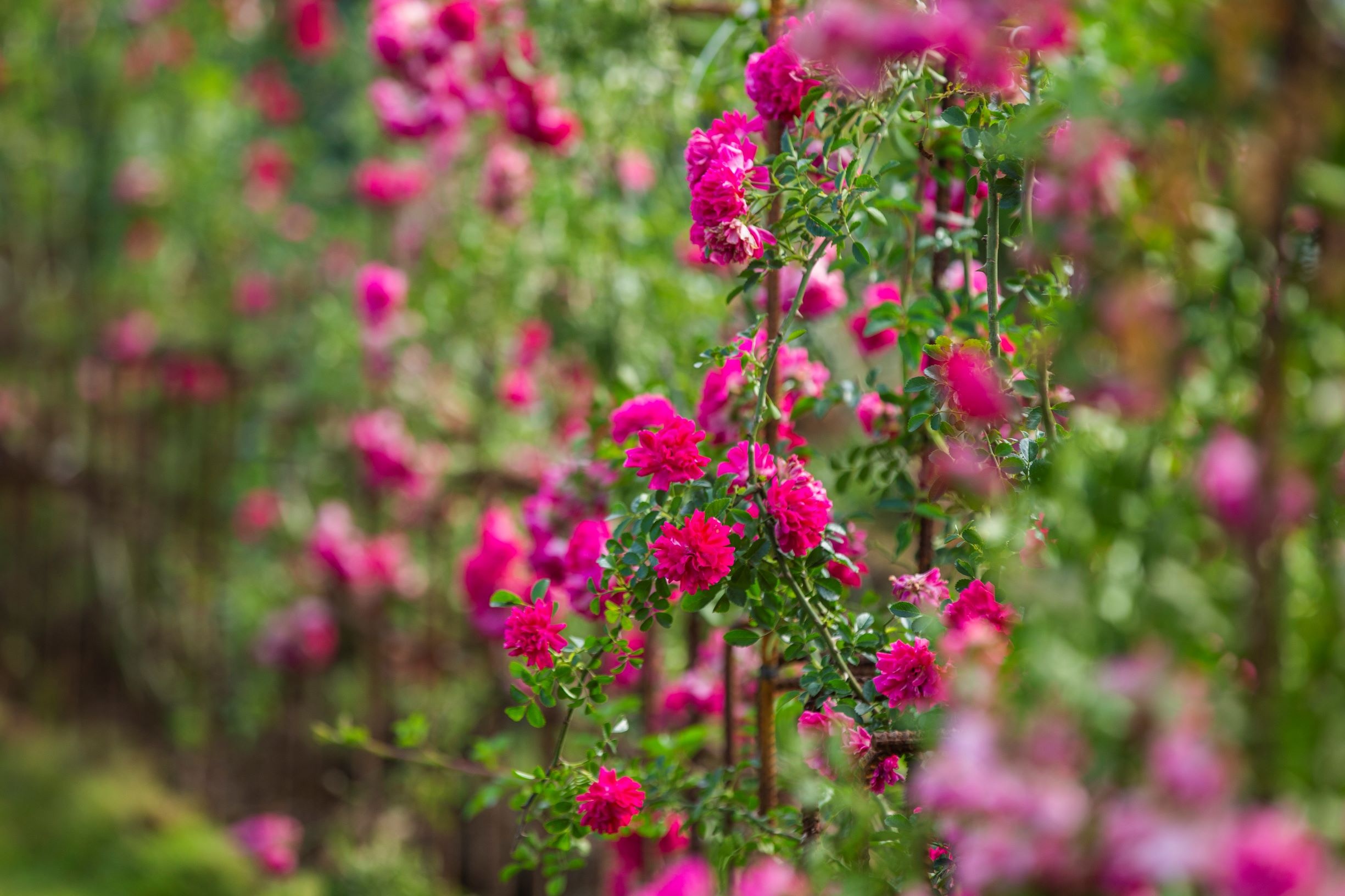 thung lung hoa hong anh 1