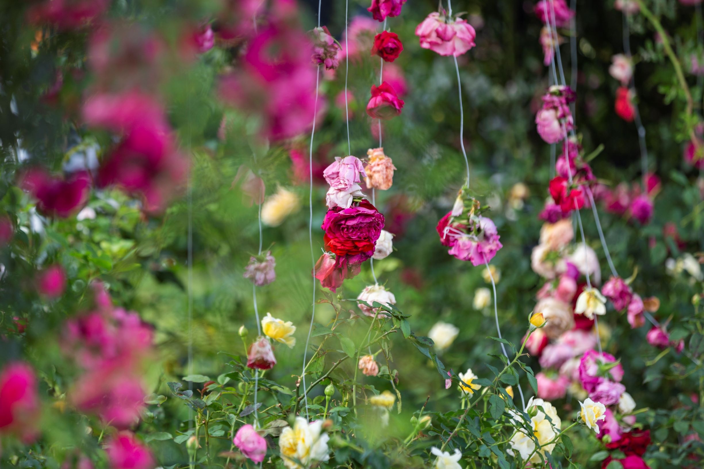Lac giua thung lung hoa lon nhat Viet Nam o Sa Pa hinh anh